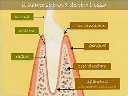 parti di un dente.jpg